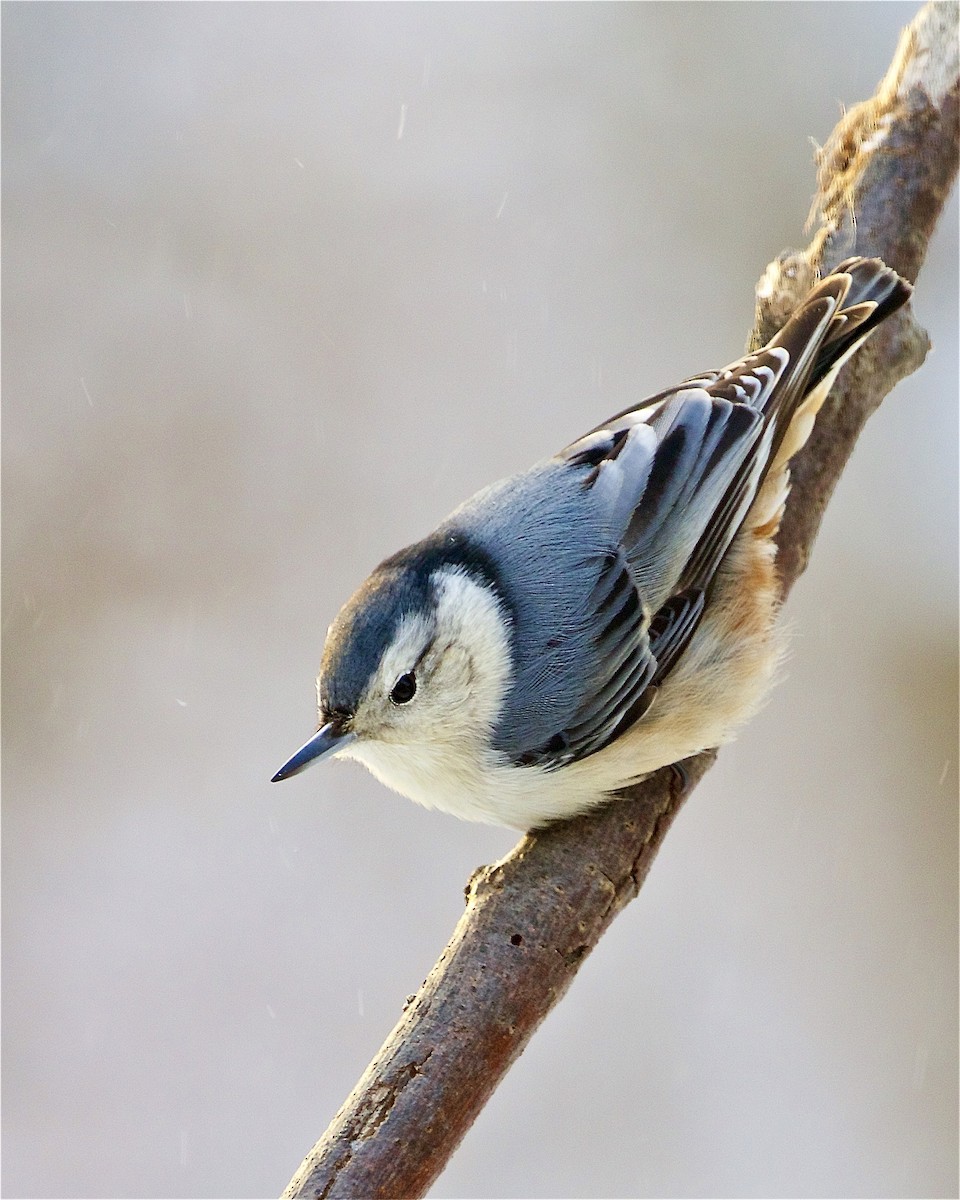 White-breasted Nuthatch - ML306829851