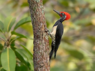  - White-bellied Woodpecker
