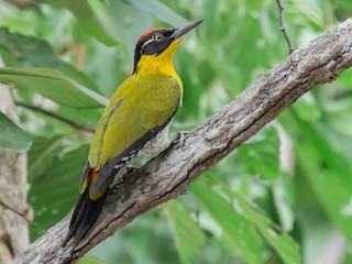  - Black-headed Woodpecker