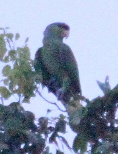 Lilac-crowned Parrot - ML30683331
