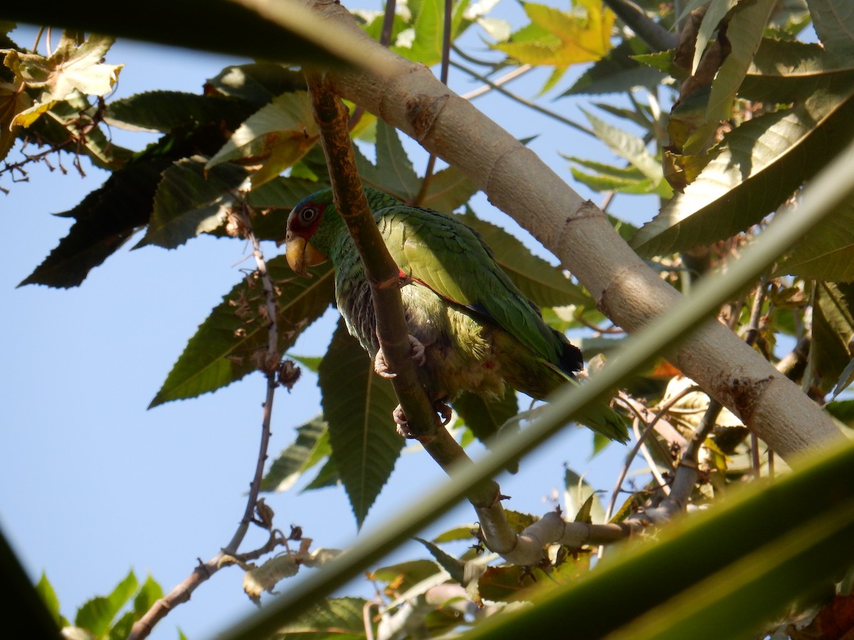 White-fronted Parrot - ML306833621