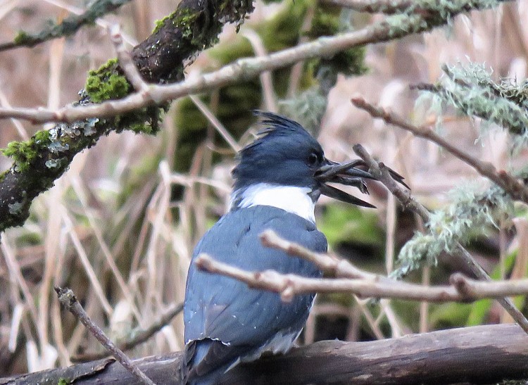 Belted Kingfisher - ML306833701