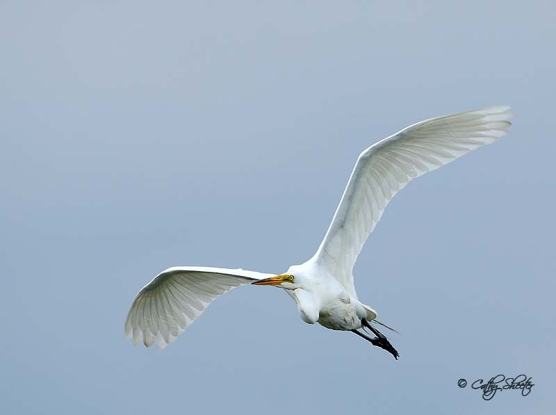 Great Egret - Cathy Sheeter