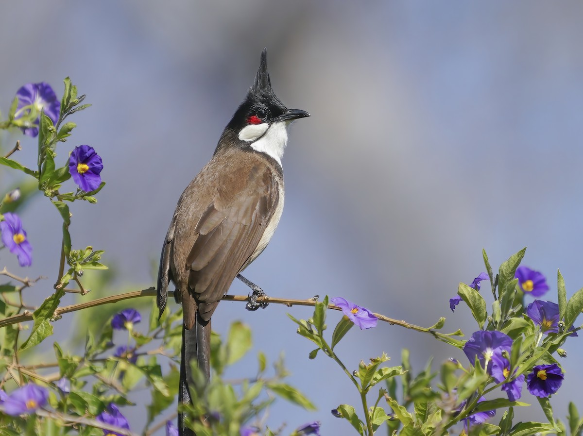 Red-whiskered Bulbul - Anonymous