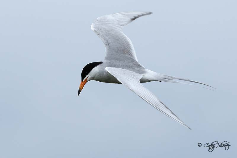 Forster's Tern - Cathy Sheeter