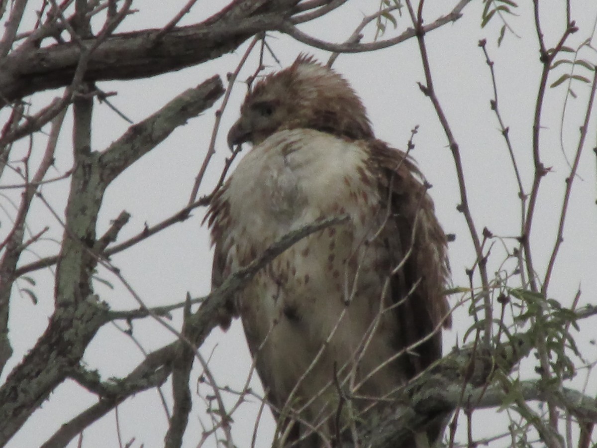 Red-tailed Hawk - ML306839401