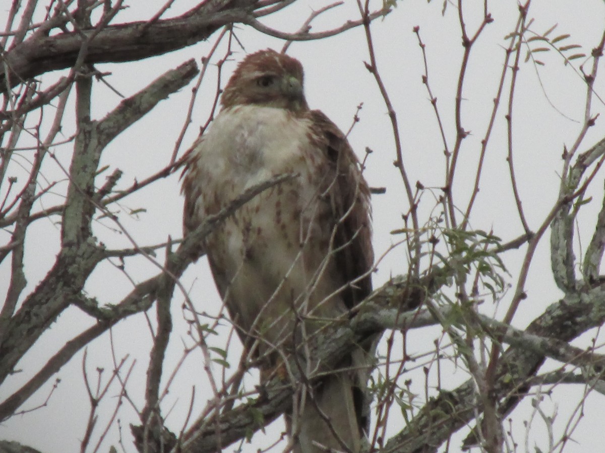 Red-tailed Hawk - Brianna H