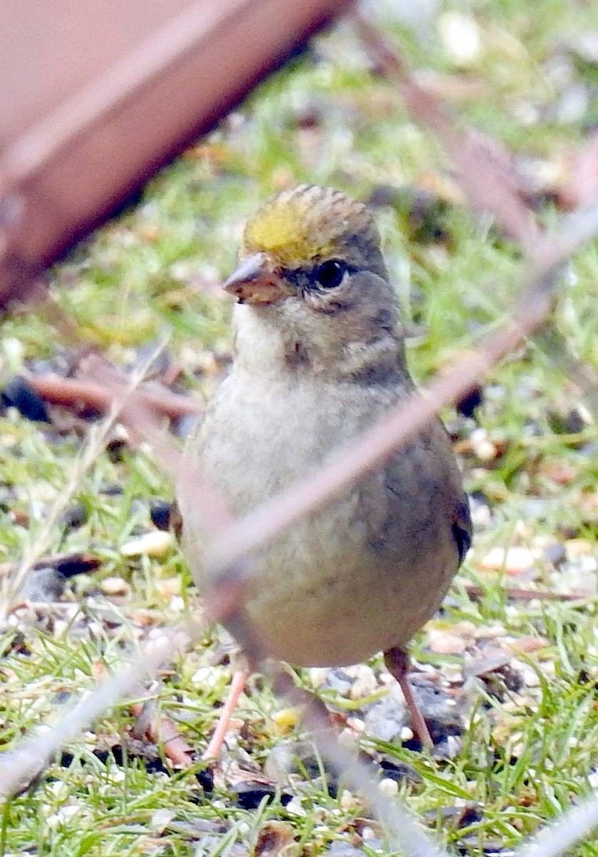 Golden-crowned Sparrow - ML306845141