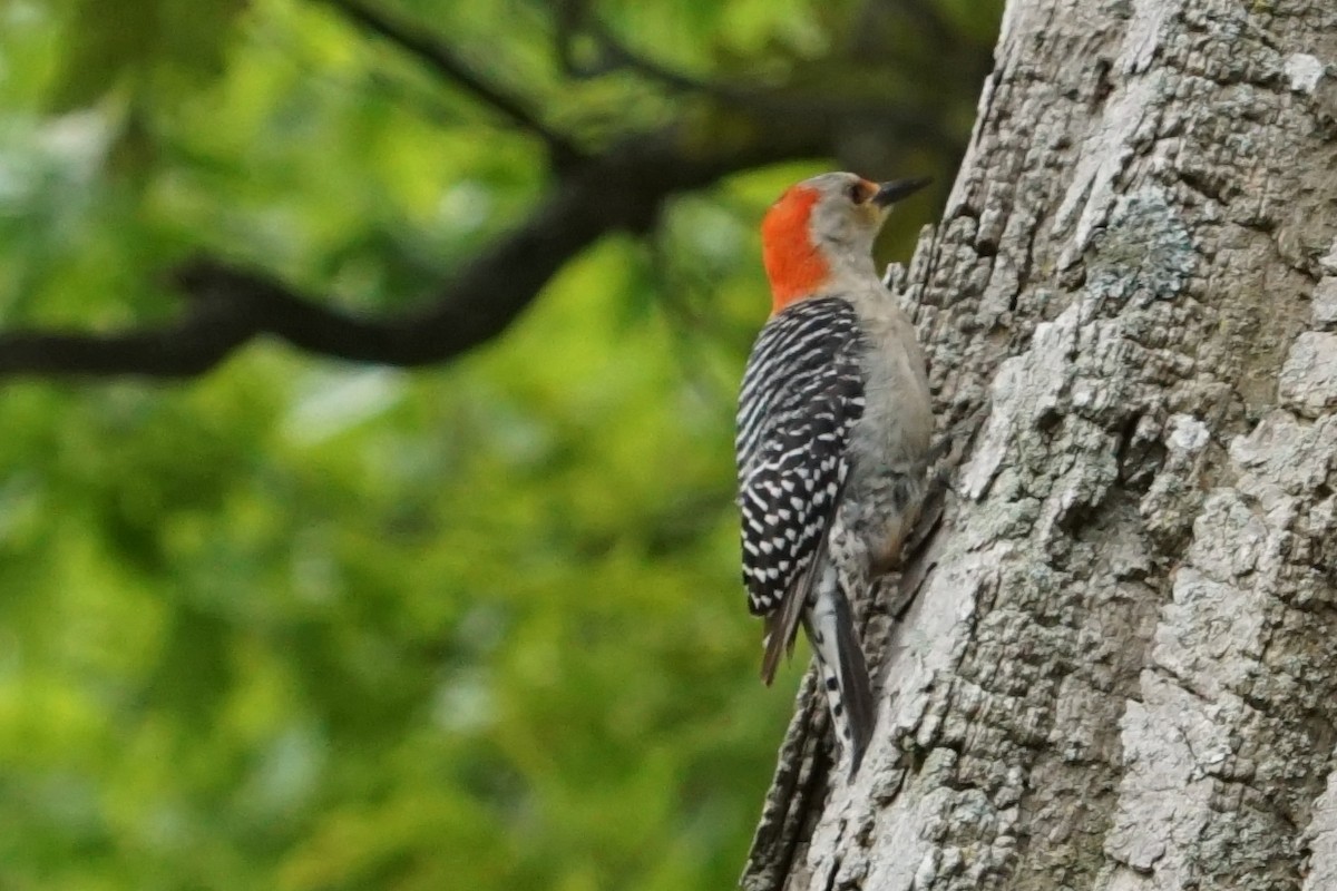 Red-bellied Woodpecker - Kay Rasmussen