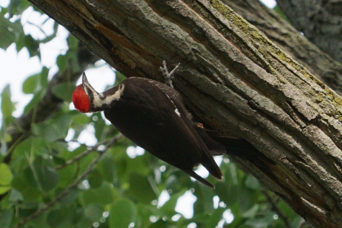 Pileated Woodpecker - ML30684961