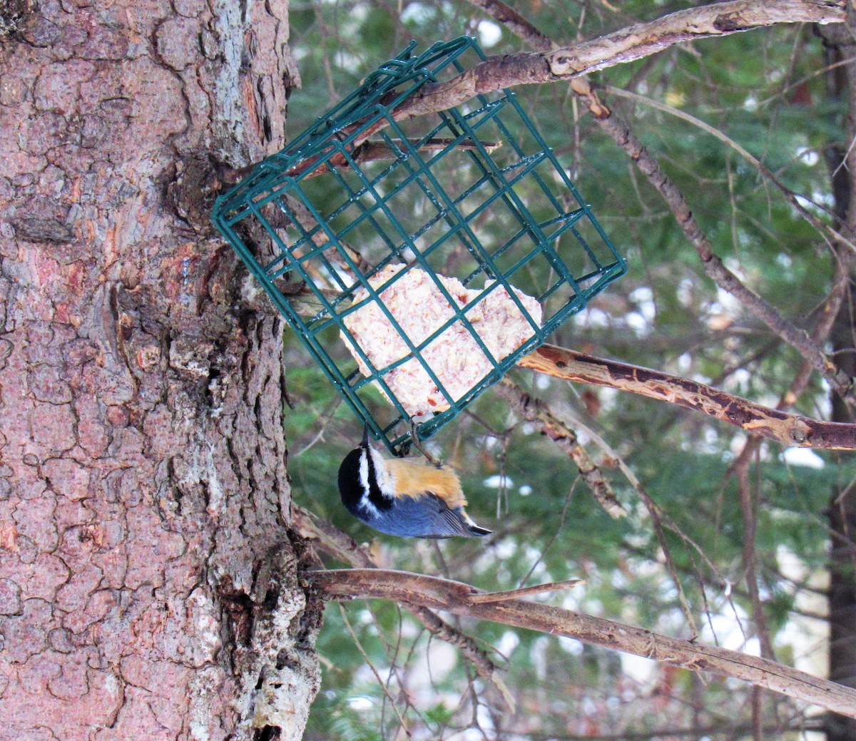 Red-breasted Nuthatch - ML306854011
