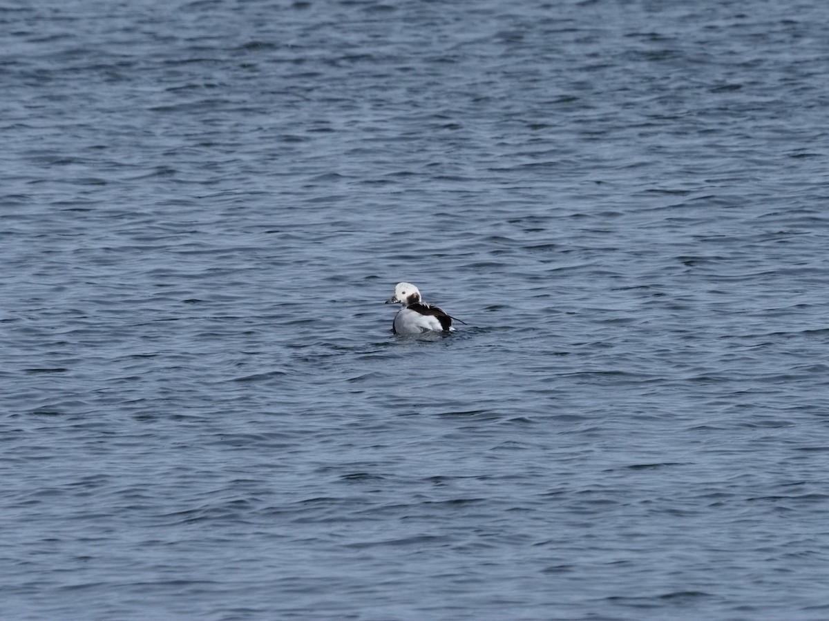 Long-tailed Duck - ML306856691