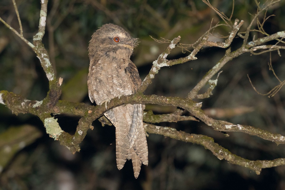 Marbled Frogmouth - ML306861151