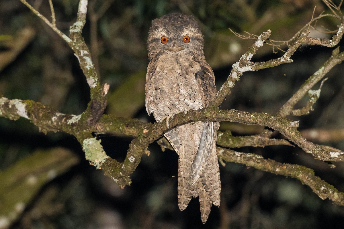 Marbled Frogmouth - ML306861221
