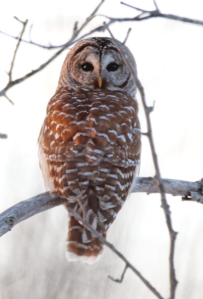 Barred Owl - ML306864401