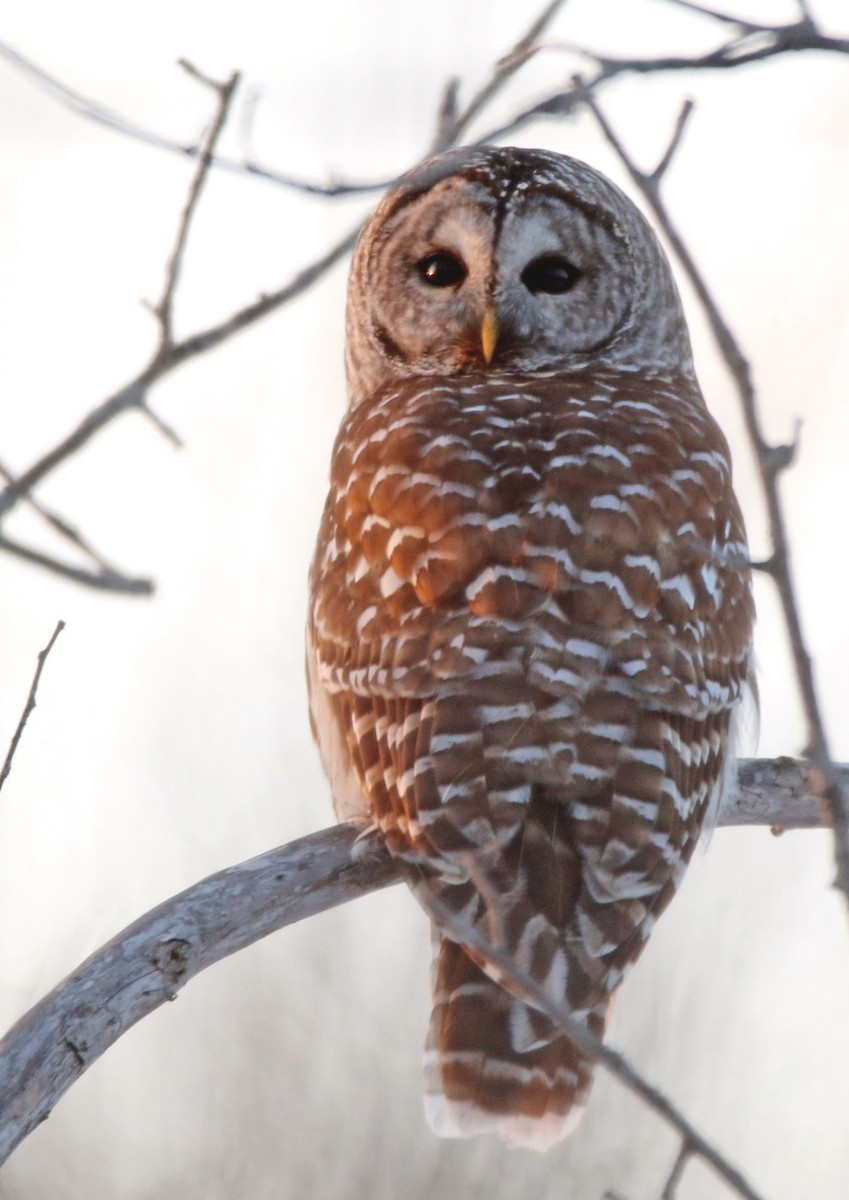 Barred Owl - Bill Brown