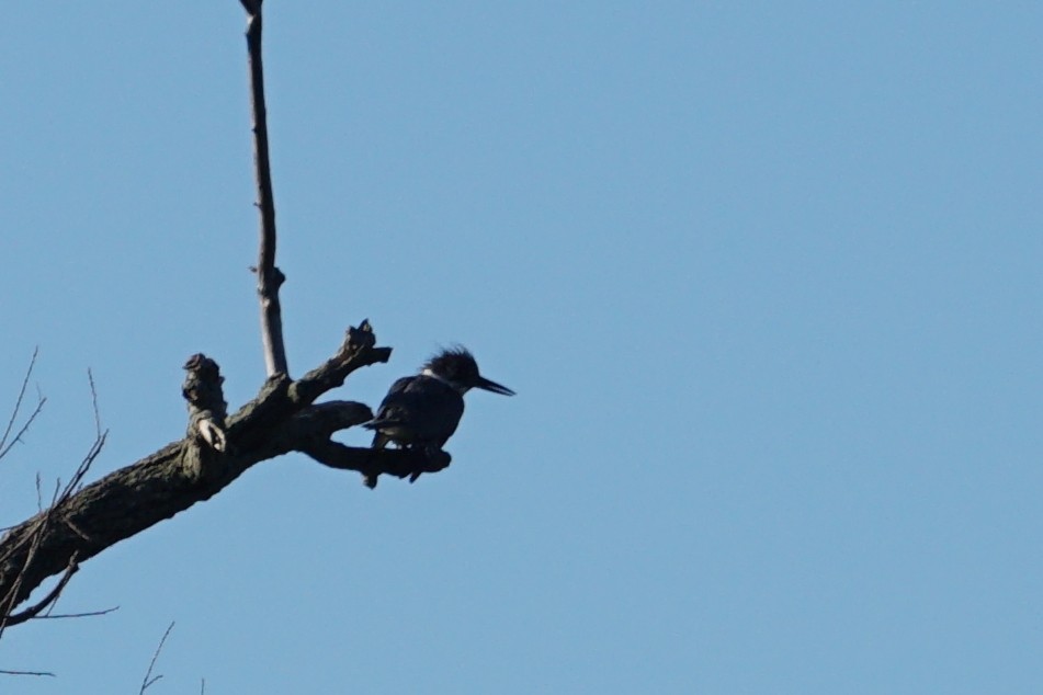 Belted Kingfisher - ML30686551
