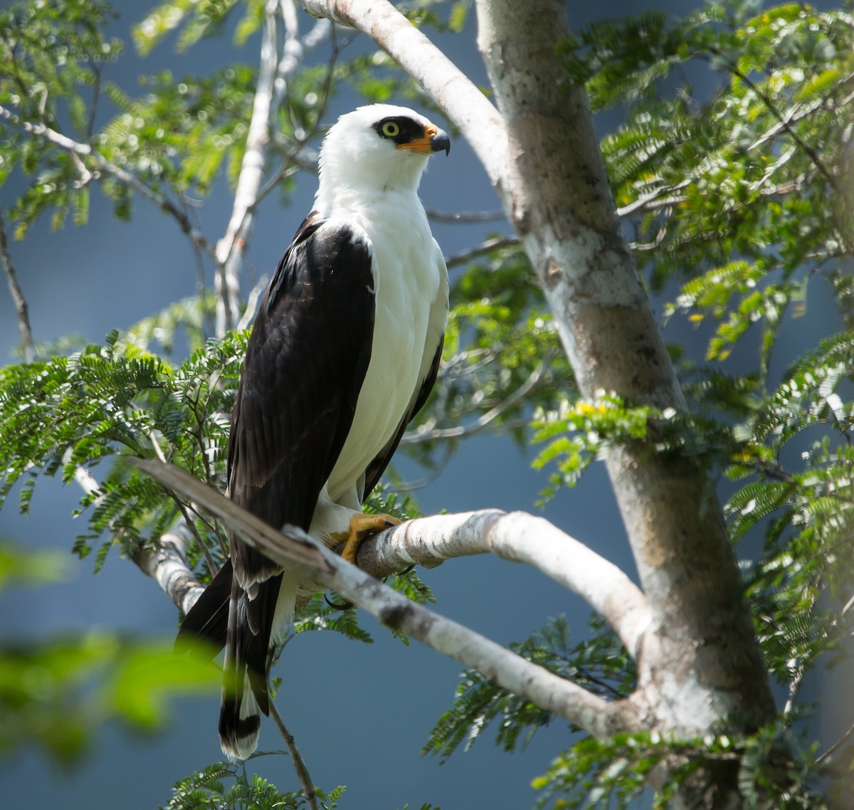 Black-and-white Hawk-Eagle - Jorge Eduardo Ruano