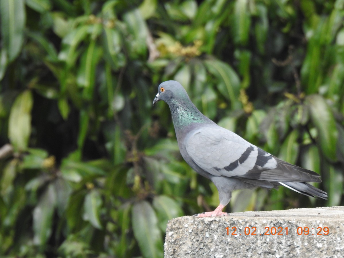 Rock Pigeon (Feral Pigeon) - ML306870861