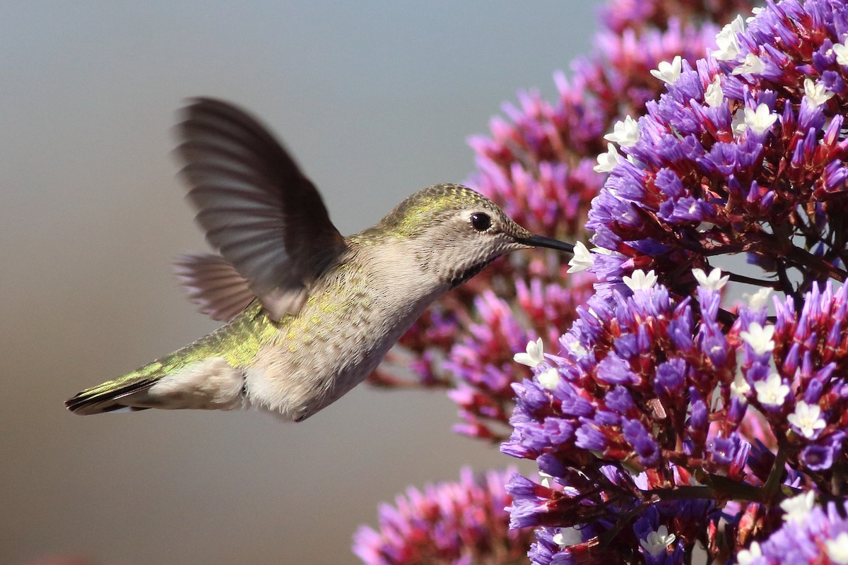 Anna's Hummingbird - ML306871021
