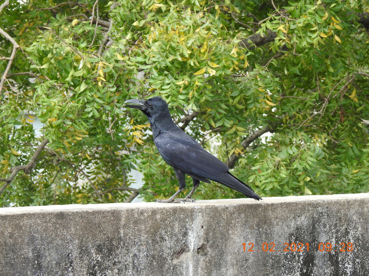Large-billed Crow - ML306872491