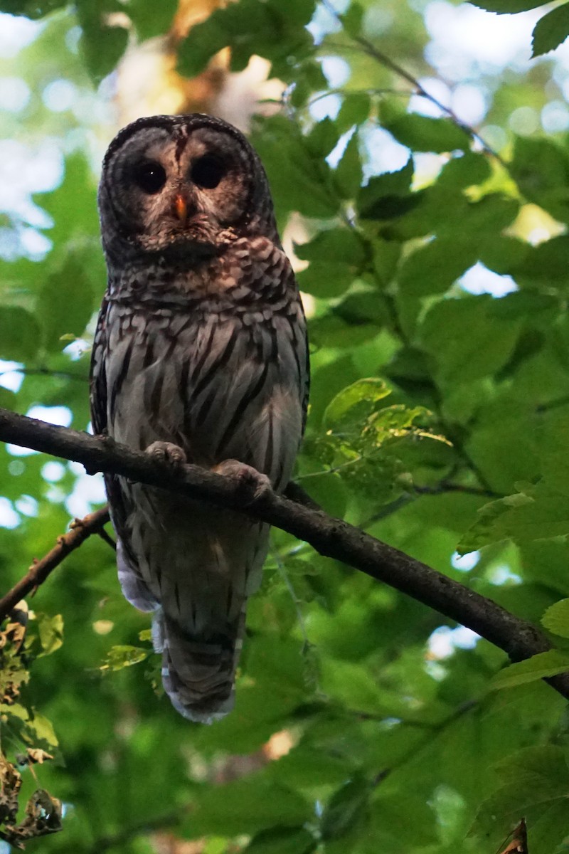 Barred Owl - ML30687571