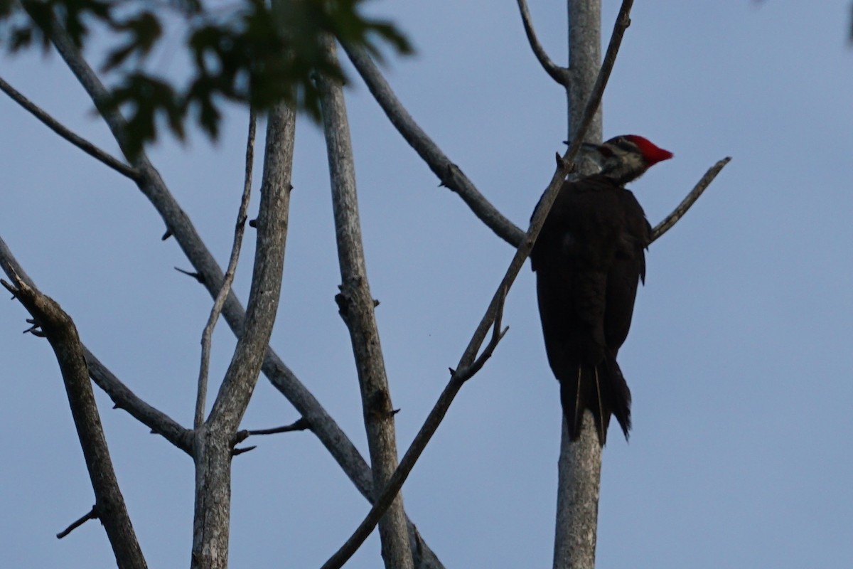 Pileated Woodpecker - Kay Rasmussen