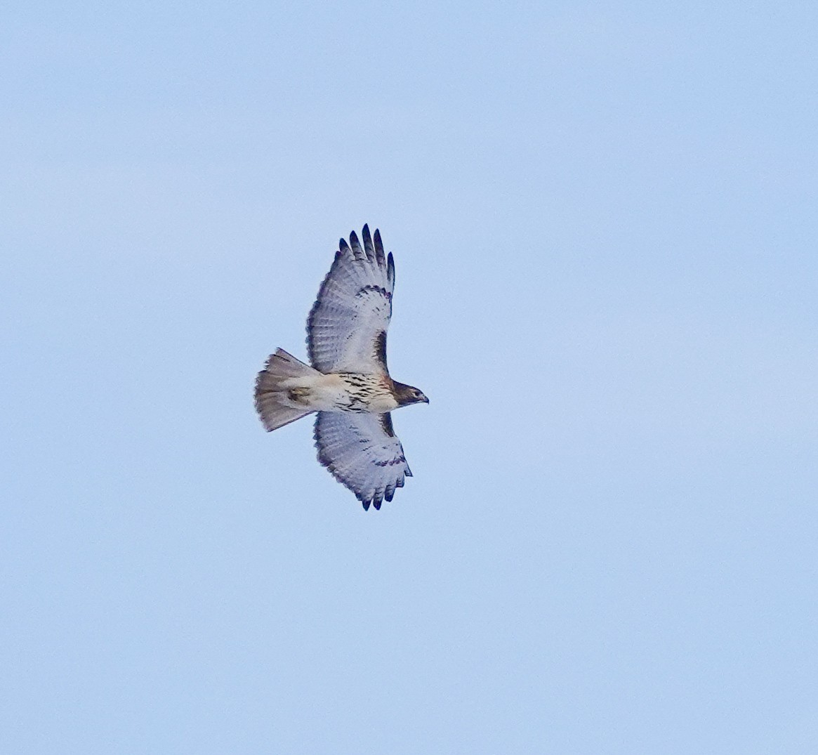 Red-tailed Hawk - ML306876201