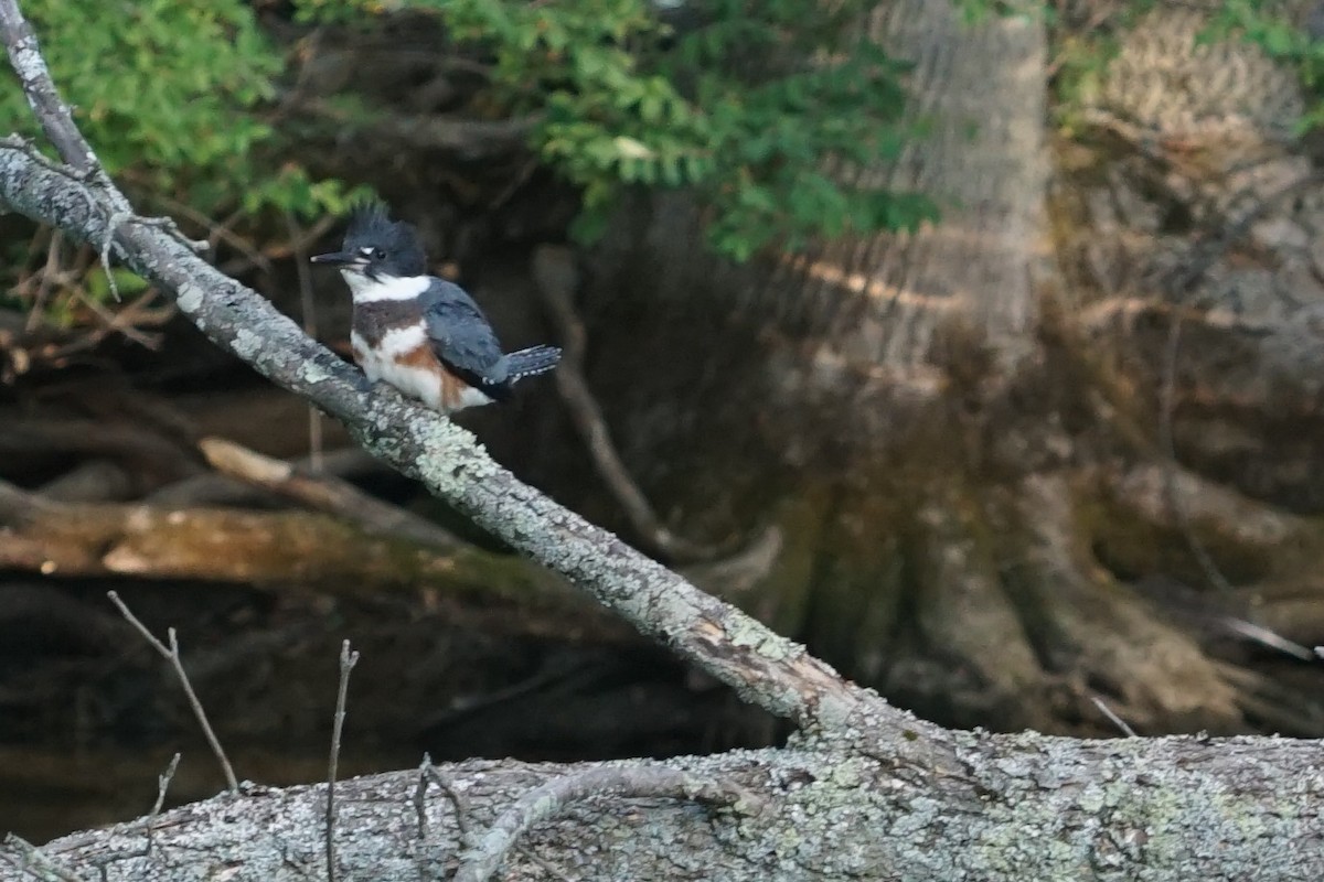 Belted Kingfisher - ML30687761