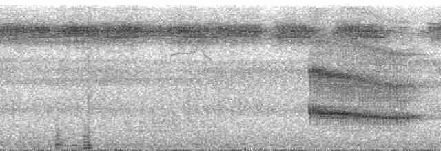 Çift Şeritli Taçlı Tiran - ML30688