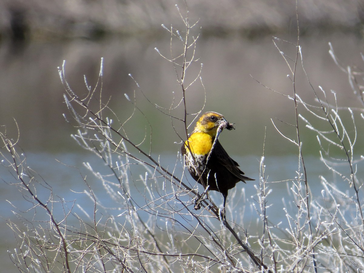 Yellow-headed Blackbird - Scott Ramos