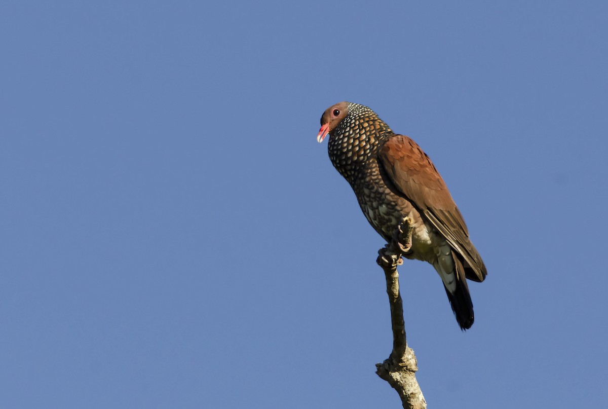 Scaled Pigeon - ML306884561