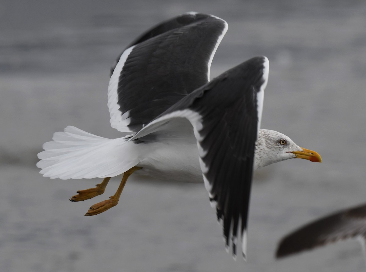 Lesser Black-backed Gull - Connie Misket