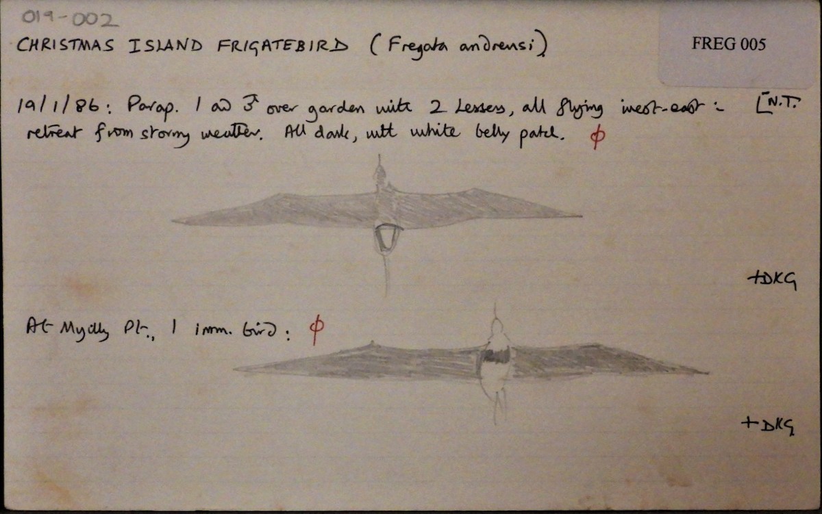 Christmas Island Frigatebird - ML306893851