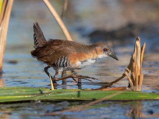  - Rufous-sided Crake