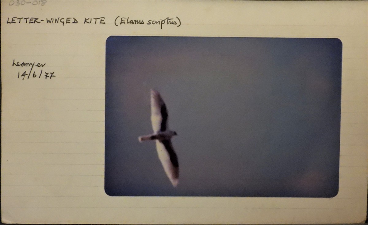 Letter-winged Kite - ML306894221