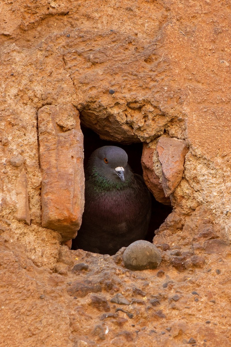 Rock Pigeon (Feral Pigeon) - Dave Rodriguez