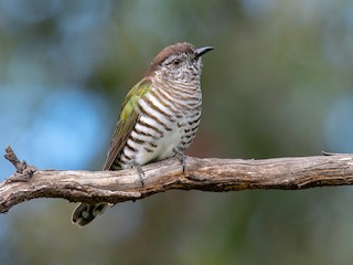  - Shining Bronze-Cuckoo