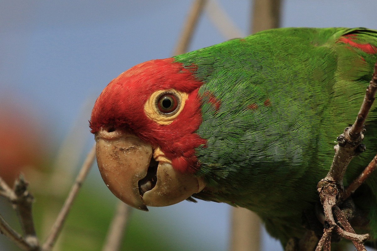Red-masked Parakeet - ML306900451