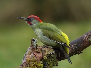  - Iberian Green Woodpecker