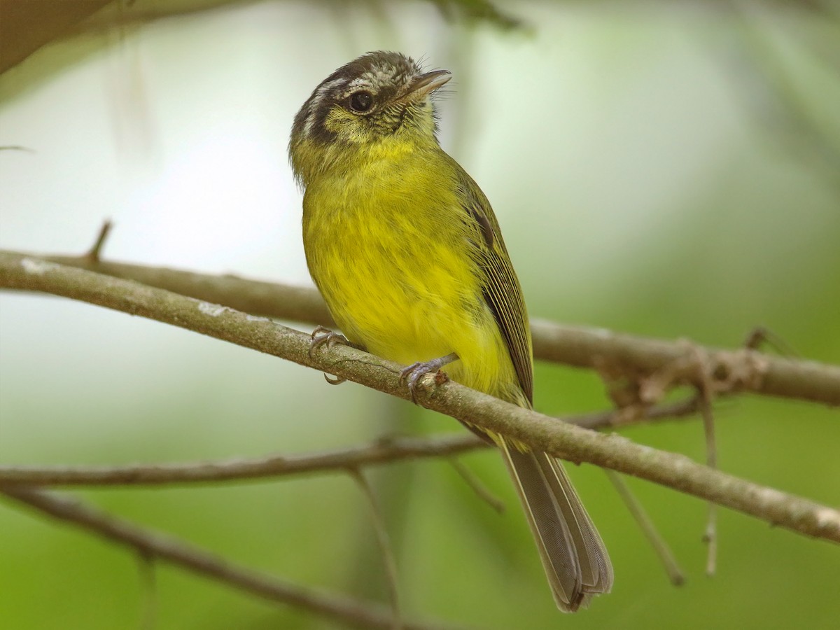 Southern Bristle-Tyrant - Pogonotriccus eximius - Birds of the World