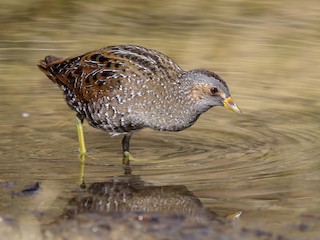  - Spotted Crake