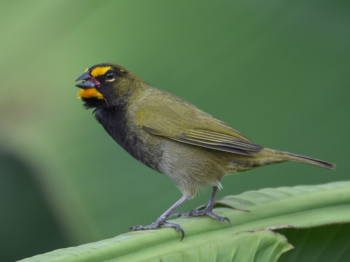 Yellow-faced Grassquit - eBird