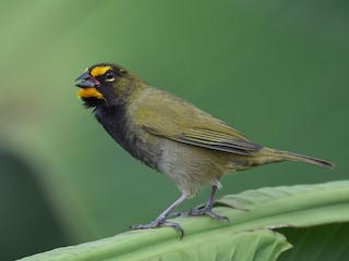  - Yellow-faced Grassquit