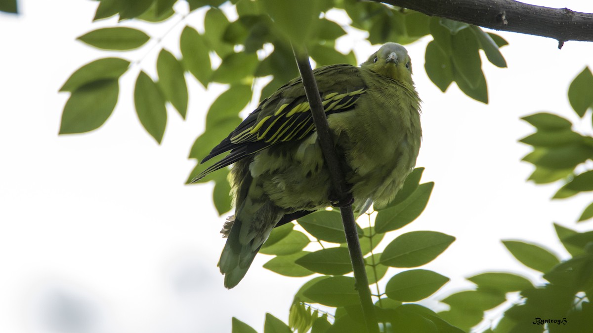 Gray-fronted Green-Pigeon - Hemanth Byatroy
