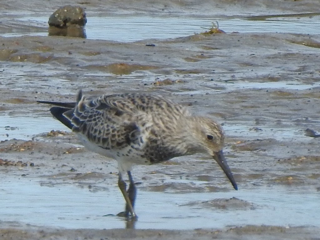 Great Knot - ML306918991