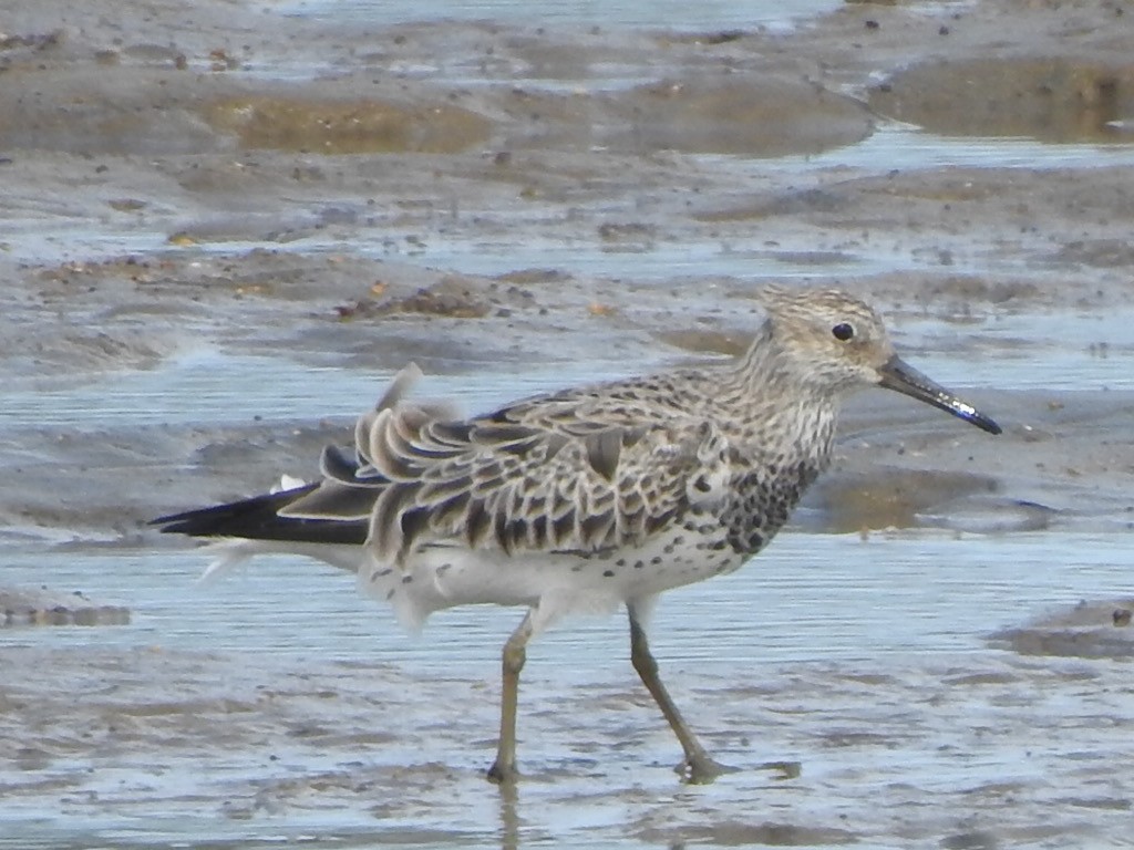 Great Knot - ML306919011