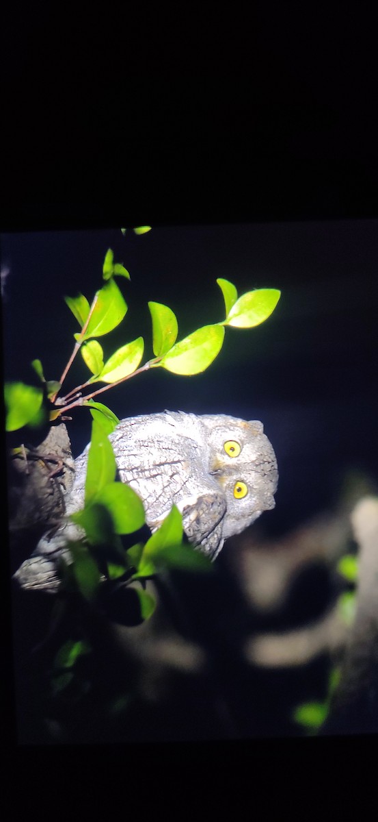 Oriental Scops-Owl - Anurag Nashirabadkar