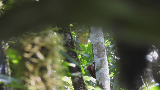 Red-necked Woodpecker - ML306921231