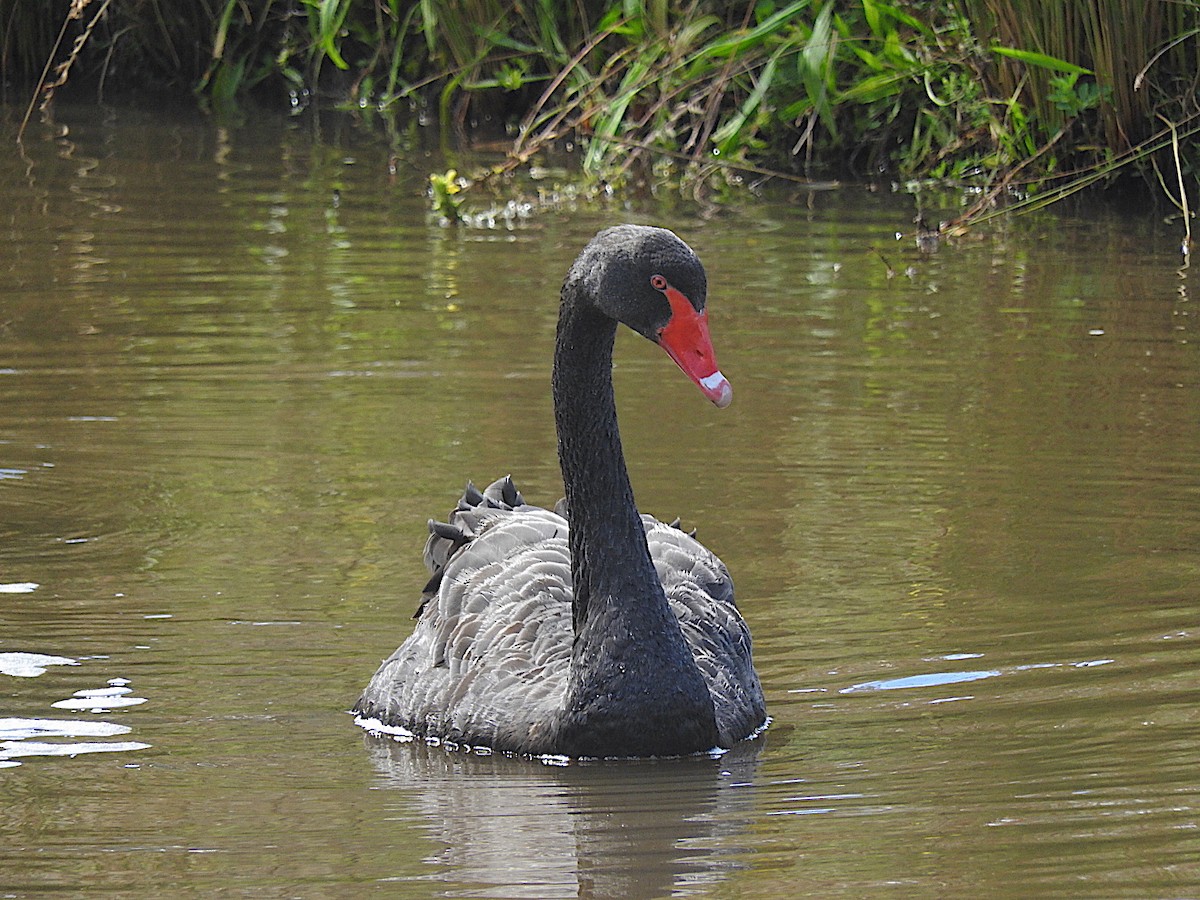 Black Swan - ML306923181